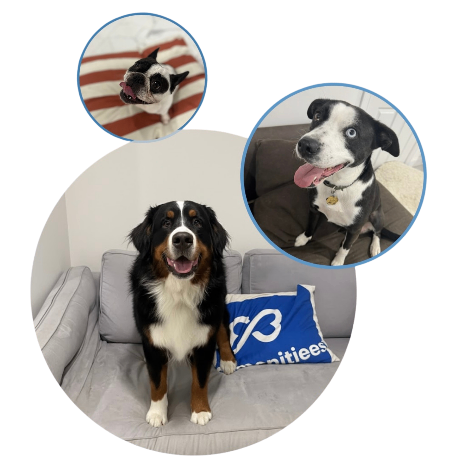 Pawmenities happy dogs collage